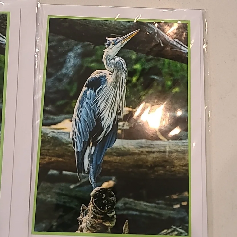 Nature Wildlife Cards. NEW